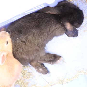animal_image