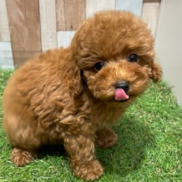 animal_image