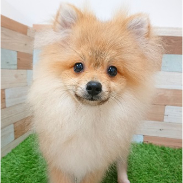 animal_image