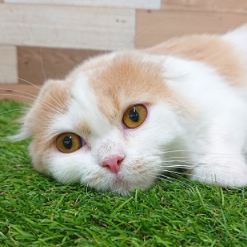 animal_image