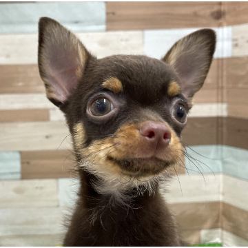 animal_image