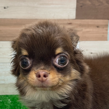 animal_image