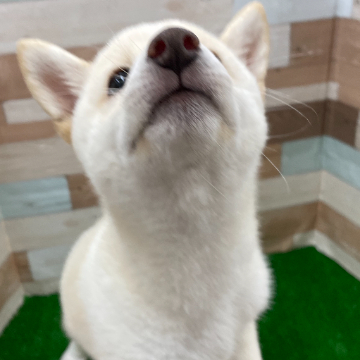 animal_image