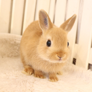 animal_image