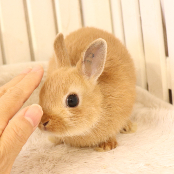 animal_image