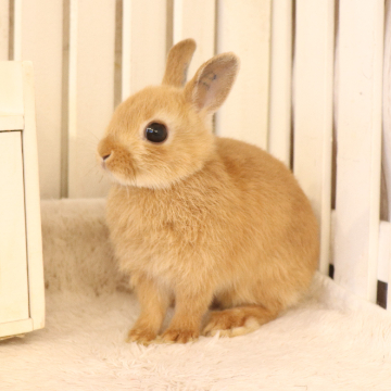 animal_image