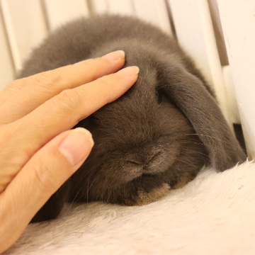animal_image