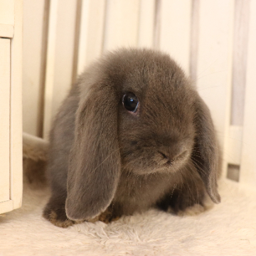 animal_image