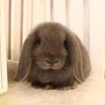 animal_image