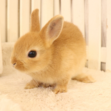 animal_image