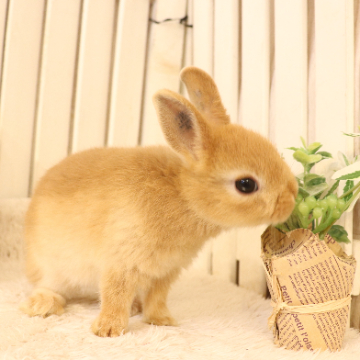 animal_image