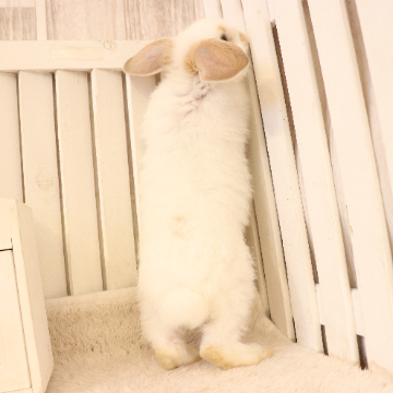 animal_image