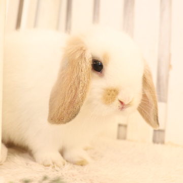 animal_image
