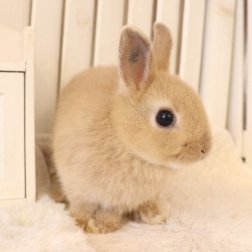 animal_image