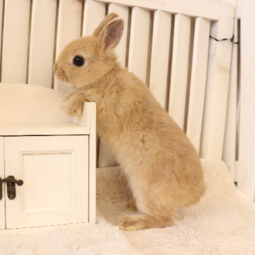 animal_image