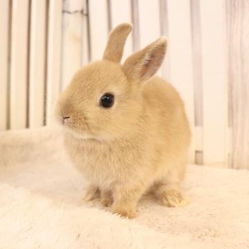 animal_image