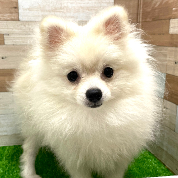 animal_image