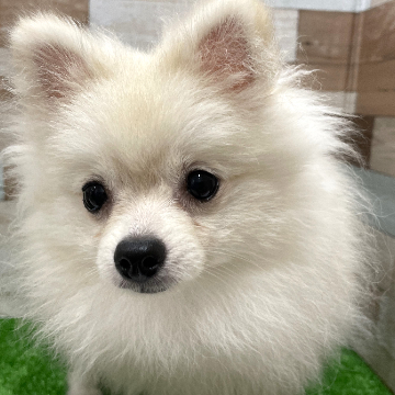 animal_image