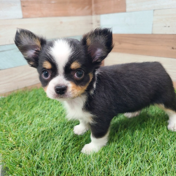 ワンニャンハウス 岐阜柳津店のチワワの詳細【ハローべいびぃ】