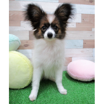 animal_image