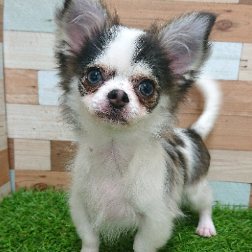 animal_image