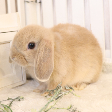 animal_image