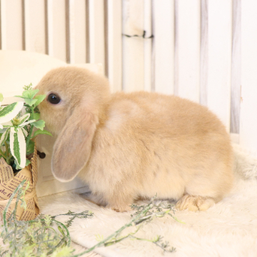 animal_image