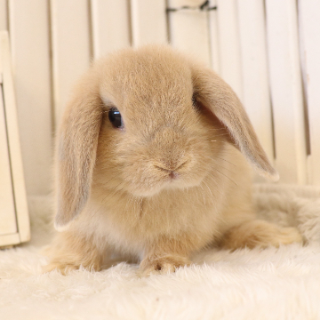 animal_image