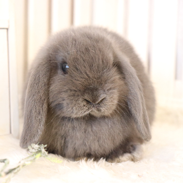 animal_image