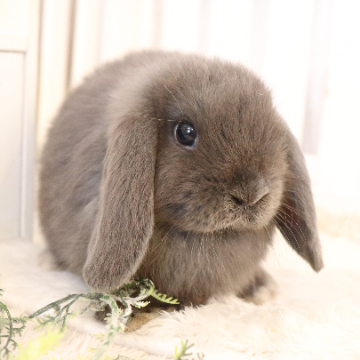 animal_image