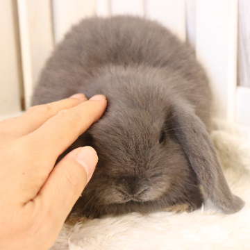 animal_image