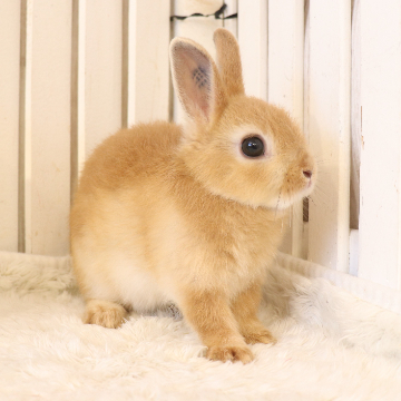 animal_image