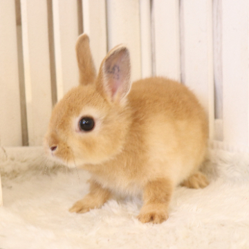 animal_image