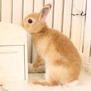 animal_image
