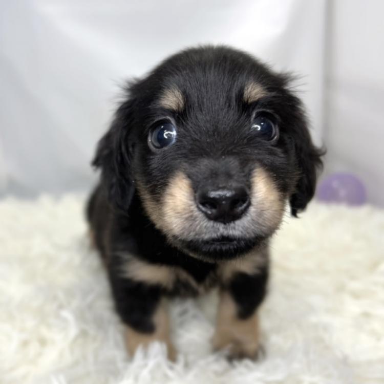 animal_image
