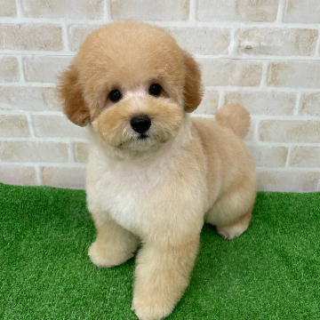 animal_image