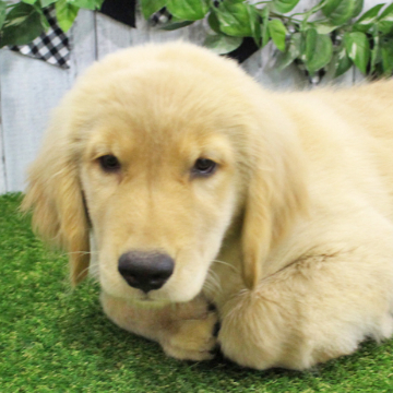 animal_image