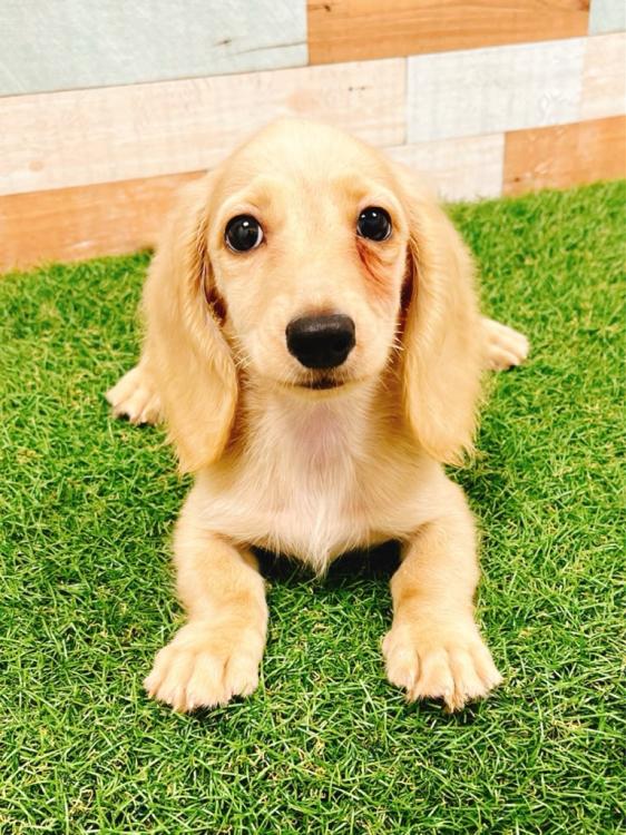 animal_image