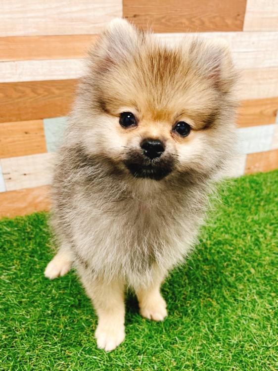 animal_image