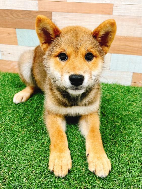 animal_image