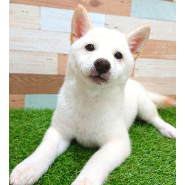 animal_image