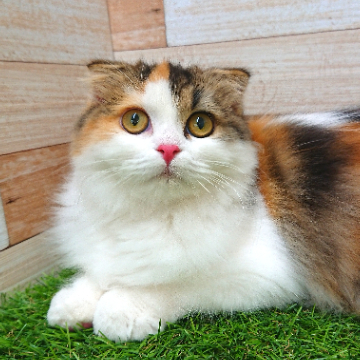 animal_image