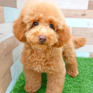 animal_image