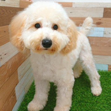 animal_image