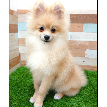 animal_image
