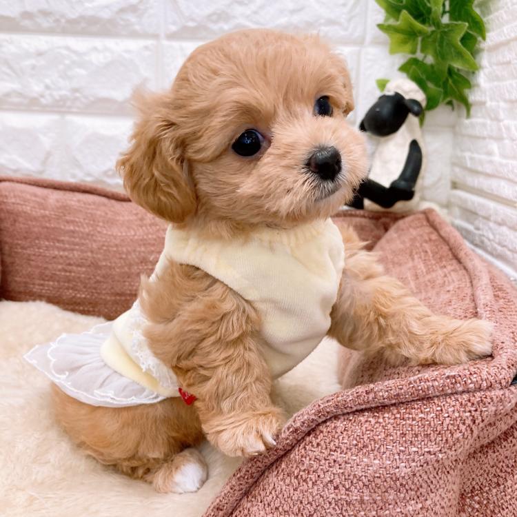 animal_image