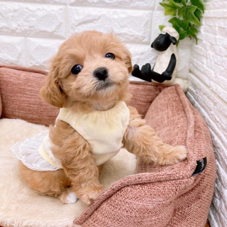 animal_image