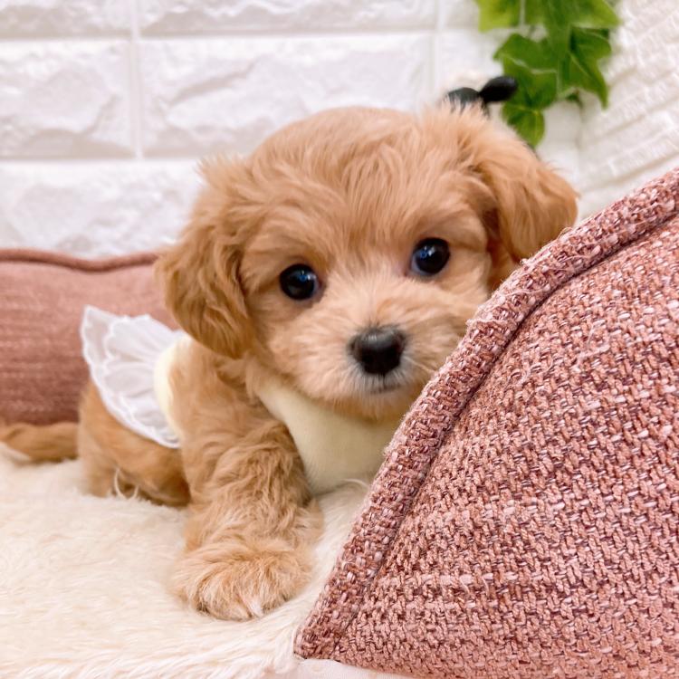 animal_image