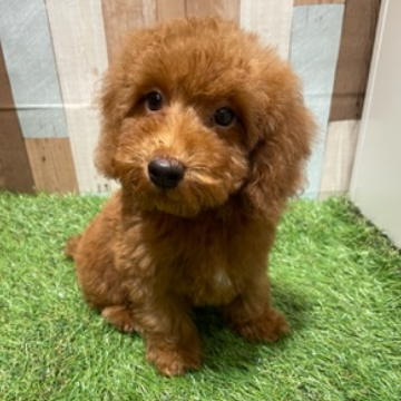 animal_image