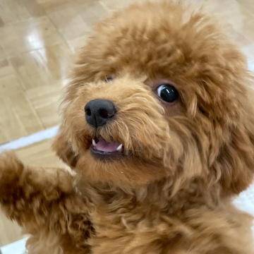 animal_image